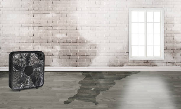 Best Water damage restoration near me  in Williams, CA