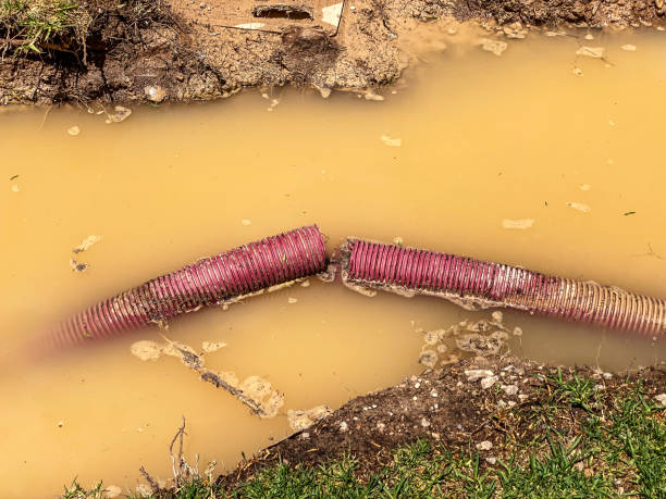 Best Water damage restoration near me  in Williams, CA